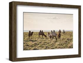 Camels grazing, Ulziit, Middle Gobi province, Mongolia, Central Asia, Asia-Francesco Vaninetti-Framed Photographic Print