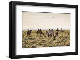 Camels grazing, Ulziit, Middle Gobi province, Mongolia, Central Asia, Asia-Francesco Vaninetti-Framed Photographic Print