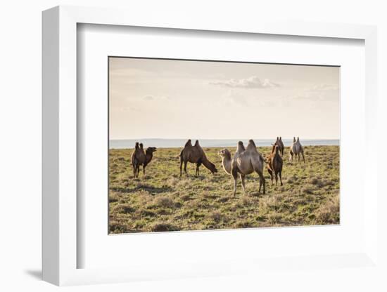 Camels grazing, Ulziit, Middle Gobi province, Mongolia, Central Asia, Asia-Francesco Vaninetti-Framed Photographic Print