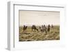 Camels grazing, Ulziit, Middle Gobi province, Mongolia, Central Asia, Asia-Francesco Vaninetti-Framed Photographic Print