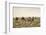 Camels grazing, Ulziit, Middle Gobi province, Mongolia, Central Asia, Asia-Francesco Vaninetti-Framed Photographic Print