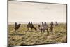 Camels grazing, Ulziit, Middle Gobi province, Mongolia, Central Asia, Asia-Francesco Vaninetti-Mounted Photographic Print