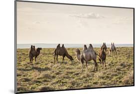 Camels grazing, Ulziit, Middle Gobi province, Mongolia, Central Asia, Asia-Francesco Vaninetti-Mounted Photographic Print