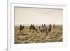 Camels grazing, Ulziit, Middle Gobi province, Mongolia, Central Asia, Asia-Francesco Vaninetti-Framed Photographic Print