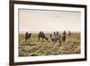 Camels grazing, Ulziit, Middle Gobi province, Mongolia, Central Asia, Asia-Francesco Vaninetti-Framed Photographic Print