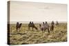 Camels grazing, Ulziit, Middle Gobi province, Mongolia, Central Asia, Asia-Francesco Vaninetti-Stretched Canvas