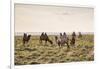 Camels grazing, Ulziit, Middle Gobi province, Mongolia, Central Asia, Asia-Francesco Vaninetti-Framed Photographic Print