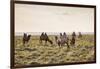 Camels grazing, Ulziit, Middle Gobi province, Mongolia, Central Asia, Asia-Francesco Vaninetti-Framed Photographic Print