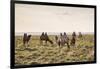 Camels grazing, Ulziit, Middle Gobi province, Mongolia, Central Asia, Asia-Francesco Vaninetti-Framed Photographic Print