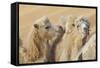 Camels in a desert convoy, Badain Jaran Desert, Gansu Province, China.-Josh Anon-Framed Stretched Canvas