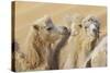 Camels in a desert convoy, Badain Jaran Desert, Gansu Province, China.-Josh Anon-Stretched Canvas