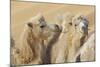 Camels in a desert convoy, Badain Jaran Desert, Gansu Province, China.-Josh Anon-Mounted Photographic Print