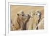 Camels in a desert convoy, Badain Jaran Desert, Gansu Province, China.-Josh Anon-Framed Photographic Print
