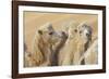 Camels in a desert convoy, Badain Jaran Desert, Gansu Province, China.-Josh Anon-Framed Photographic Print