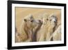 Camels in a desert convoy, Badain Jaran Desert, Gansu Province, China.-Josh Anon-Framed Photographic Print