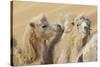 Camels in a desert convoy, Badain Jaran Desert, Gansu Province, China.-Josh Anon-Stretched Canvas