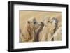 Camels in a desert convoy, Badain Jaran Desert, Gansu Province, China.-Josh Anon-Framed Photographic Print