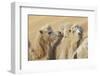 Camels in a desert convoy, Badain Jaran Desert, Gansu Province, China.-Josh Anon-Framed Photographic Print