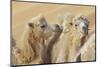 Camels in a desert convoy, Badain Jaran Desert, Gansu Province, China.-Josh Anon-Mounted Photographic Print