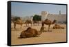 Camels in Camel Souq, Waqif Souq, Doha, Qatar, Middle East-Frank Fell-Framed Stretched Canvas