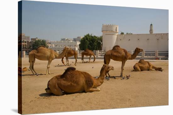 Camels in Camel Souq, Waqif Souq, Doha, Qatar, Middle East-Frank Fell-Stretched Canvas