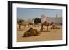 Camels in Camel Souq, Waqif Souq, Doha, Qatar, Middle East-Frank Fell-Framed Photographic Print