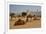 Camels in Camel Souq, Waqif Souq, Doha, Qatar, Middle East-Frank Fell-Framed Photographic Print