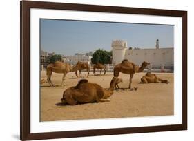 Camels in Camel Souq, Waqif Souq, Doha, Qatar, Middle East-Frank Fell-Framed Photographic Print