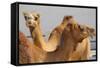 Camels in Camel Souq, Waqif Souq, Doha, Qatar, Middle East-Frank Fell-Framed Stretched Canvas