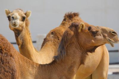 https://imgc.allpostersimages.com/img/posters/camels-in-camel-souq-waqif-souq-doha-qatar-middle-east_u-L-PSLT3M0.jpg?artPerspective=n