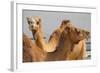 Camels in Camel Souq, Waqif Souq, Doha, Qatar, Middle East-Frank Fell-Framed Photographic Print