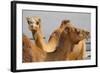 Camels in Camel Souq, Waqif Souq, Doha, Qatar, Middle East-Frank Fell-Framed Photographic Print