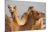 Camels in Camel Souq, Waqif Souq, Doha, Qatar, Middle East-Frank Fell-Mounted Photographic Print