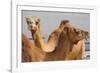 Camels in Camel Souq, Waqif Souq, Doha, Qatar, Middle East-Frank Fell-Framed Photographic Print