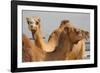 Camels in Camel Souq, Waqif Souq, Doha, Qatar, Middle East-Frank Fell-Framed Photographic Print