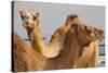Camels in Camel Souq, Waqif Souq, Doha, Qatar, Middle East-Frank Fell-Stretched Canvas