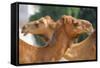 Camels in Camel Souq, Waqif Souq, Doha, Qatar, Middle East-Frank Fell-Framed Stretched Canvas