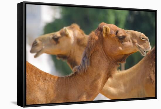 Camels in Camel Souq, Waqif Souq, Doha, Qatar, Middle East-Frank Fell-Framed Stretched Canvas