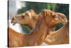 Camels in Camel Souq, Waqif Souq, Doha, Qatar, Middle East-Frank Fell-Stretched Canvas