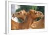 Camels in Camel Souq, Waqif Souq, Doha, Qatar, Middle East-Frank Fell-Framed Photographic Print