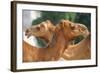 Camels in Camel Souq, Waqif Souq, Doha, Qatar, Middle East-Frank Fell-Framed Photographic Print