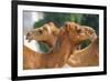 Camels in Camel Souq, Waqif Souq, Doha, Qatar, Middle East-Frank Fell-Framed Photographic Print