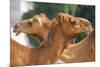 Camels in Camel Souq, Waqif Souq, Doha, Qatar, Middle East-Frank Fell-Mounted Photographic Print