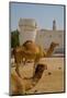 Camels in Camel Souq, Waqif Souq, Doha, Qatar, Middle East-Frank Fell-Mounted Photographic Print