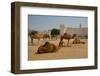 Camels in Camel Souq, Waqif Souq, Doha, Qatar, Middle East-Frank Fell-Framed Photographic Print