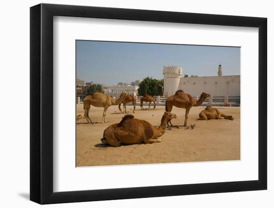 Camels in Camel Souq, Waqif Souq, Doha, Qatar, Middle East-Frank Fell-Framed Photographic Print