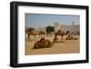 Camels in Camel Souq, Waqif Souq, Doha, Qatar, Middle East-Frank Fell-Framed Photographic Print