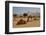 Camels in Camel Souq, Waqif Souq, Doha, Qatar, Middle East-Frank Fell-Framed Photographic Print