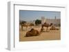 Camels in Camel Souq, Waqif Souq, Doha, Qatar, Middle East-Frank Fell-Framed Photographic Print