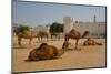 Camels in Camel Souq, Waqif Souq, Doha, Qatar, Middle East-Frank Fell-Mounted Photographic Print